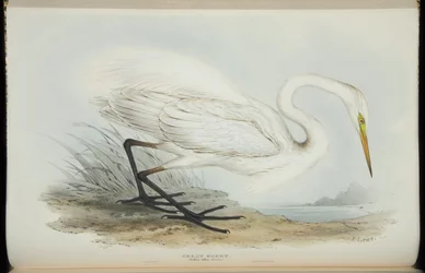 Great Egret, fra "The Birds of Europe" av John Gould