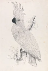 Liten gultoppkakadu (Plate 4)