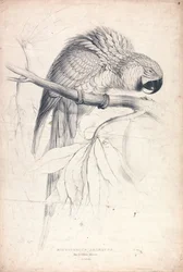 Macrocerus Ararauna / Blå- og gulara / 2/3 av naturlig størrelse (plate 8)