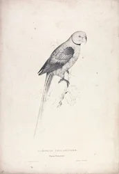 Palaeornia Columbiodes / Duvaparakitt (plate 31)