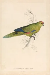 Platycercus pacificus / Stillehavsparakitt (plate 26)