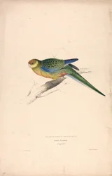 Platycercus Stanley II / Stanley-papegøye (ung hann) (Tavle 24)
