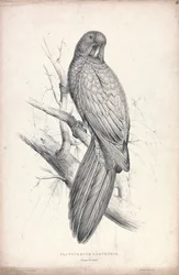 Platycereus tabuensis / Tabuan-parakaktus (plate 16)