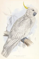 Plyctolophus galeritus. Stor gultoppkakadu.