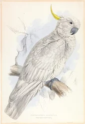Plyctolophus galeritus. Stor gultoppkakadu.