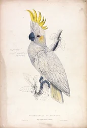 Plyctolophus sulphureus / Liten svoveltoppt kakadue (Tavle 4)