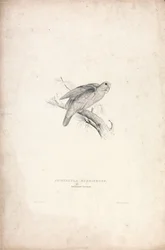 Psittacula rubrifrons / Rødpannet papegøye (plate 41)