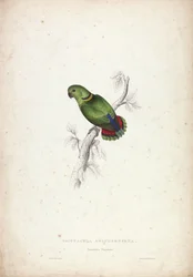 Psittacula swinderniana. Swinderns papegøye