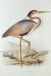 Purple Heron (fargegravering)
