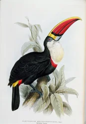 Rødnebbet tukan, fra «A Monograph of the Ramphastidae, or Family of Toucans» av John Gould (1804-81), utgitt 1833-35