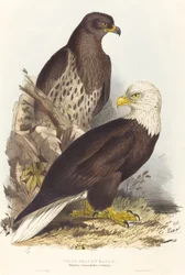Hvithodeørn Haliaetus leucocephalus, utgitt 1832-1837.