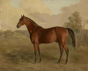 Kentucky Woodpecker, 1834