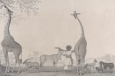 De majestetiske og grasiøse sjiraffene, eller kameleopardene, med noen sjeldne dyr fra gasellen..., 1838.