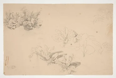 Studier av blomster