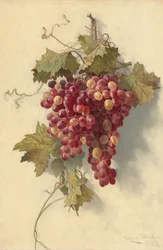 Druer mot hvit vegg, 1883.