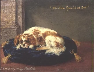 Blenheim Spaniel i hvile