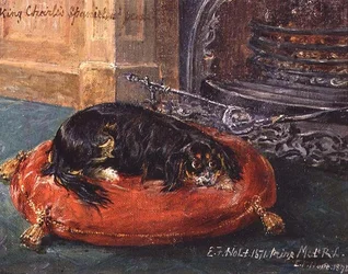 King Charles Spaniel i hvile