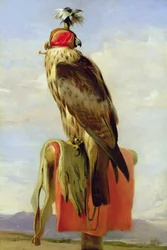 Hettefalk