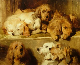 Jakthunder i en kennel