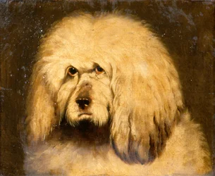 Studie av et hundehode (olje på lerret)