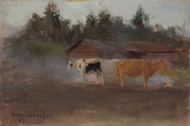 Kyr i torvrøyk, studie
