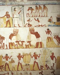 Egypt, Theben, Luxor, Sheikh 