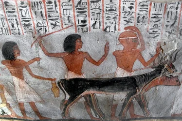 Egyptisk antikvitet: karakterer som leder betailhoder. Maleri av graven til Roy (TT255). 18. dynasti. Fra Vestbredden av Luxor, Egypt