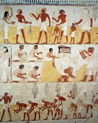 Høsting av avling, tresking og vinning av korn, detaljer fra fresker i vestibylen til graven til Menna, Sheikh Abd el Qurnah Necropolis, Luxor, Theben (Unescos verdensarvliste