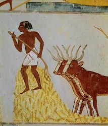 Okser som tresker korn