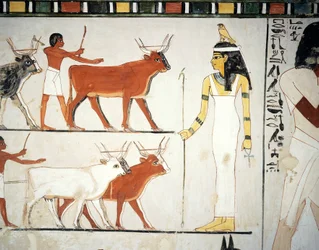 Gjetere og kveg foran gudinnen Imentet, freske, sørvegg, langsgående kammer, Thebansk grav TT69, Sheikh Abd el-Qurna, Theben (Unescos verdensarvliste)