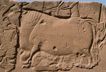 Detalj av et relieff som viser en ku, Ramesses II (1298–32 f.Kr.) gårdsplass (kalkstein)