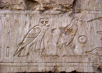Egyptisk antikvitet: relieff som representerer en ugle og en ørn. Ankh-Hors grav (Ankh Hor) (TT414) (26. dynasti, 672-525 f.Kr.), Luxor (Theben), Egypt