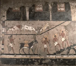 Landbruksscene, veggmaleri fjernet fra Tis mastaba i Sakkara, Det gamle rike, ca. 2494-2345 f.Kr.