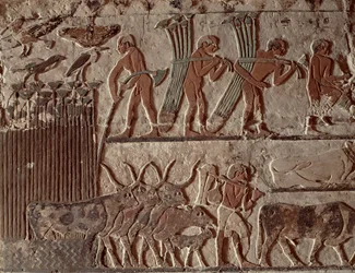 Høsting av papyrus og en gruppe kyr, Det gamle riket