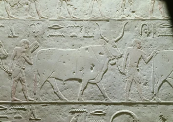 Gjeter som leder en okse, detalj fra Mastaba av Akhethotep, fra Saqqara, Old Kingdom, ca. 2500 f.Kr. (malt kalkstein)