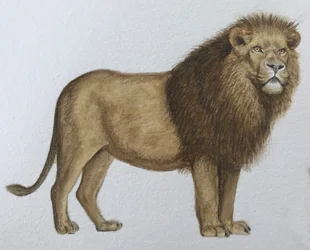 Løve, 2019 (akvarellmaling og blyant)
