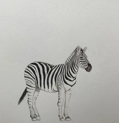 Sebra, 2018 (akvarellblyant og maling)