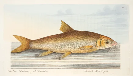 The Barbel, fra A Treatise on Fish and Fish-dammer, pub. 1832 (håndfarget gravering)
