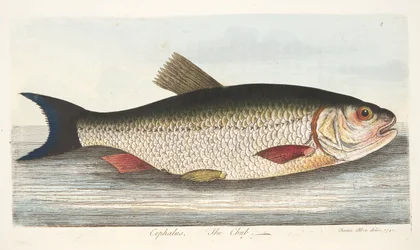 The Chub, fra A Treatise on Fish and Fish-dammer, pub. 1832 (håndfarget gravering)