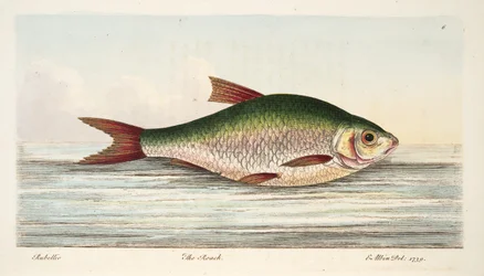 The Roach, fra A Treatise on Fish and Fish-dammer, pub. 1832 (håndfarget gravering)