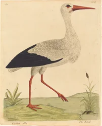 Storken Ciconia Alba, utgitt 17311738.