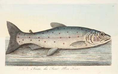 The Trout, fra A Treatise on Fish and Fish-dammer, pub. 1832 (håndfarget gravering)