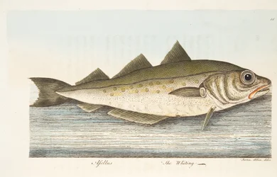 The Whiting, fra A Treatise on Fish and Fish-dammer, pub. 1832 (håndfarget gravering)