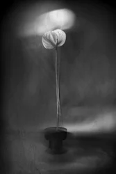 Elegant lysblomstring