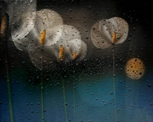 Regnvåte calla-liljer