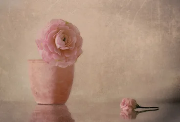 Blomstrende ranunkel i myk rosa