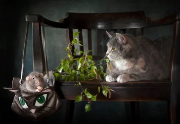 Den nysgjerrige katten og rotten