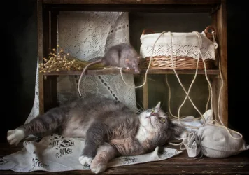 Den nysgjerrige katten og rotten