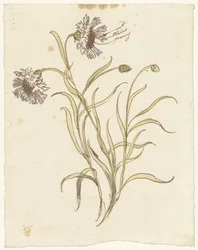 nelliker