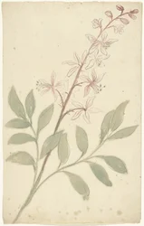 Blomsterstudie